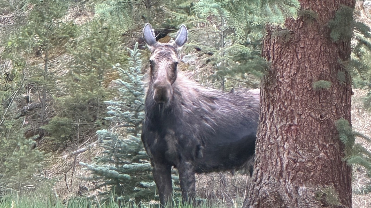 Photo of Others in Evergreen