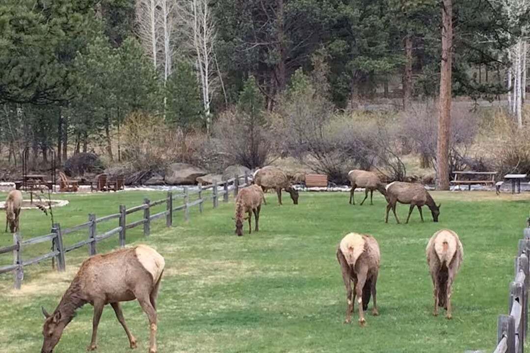 Photo of Others in Estes Park