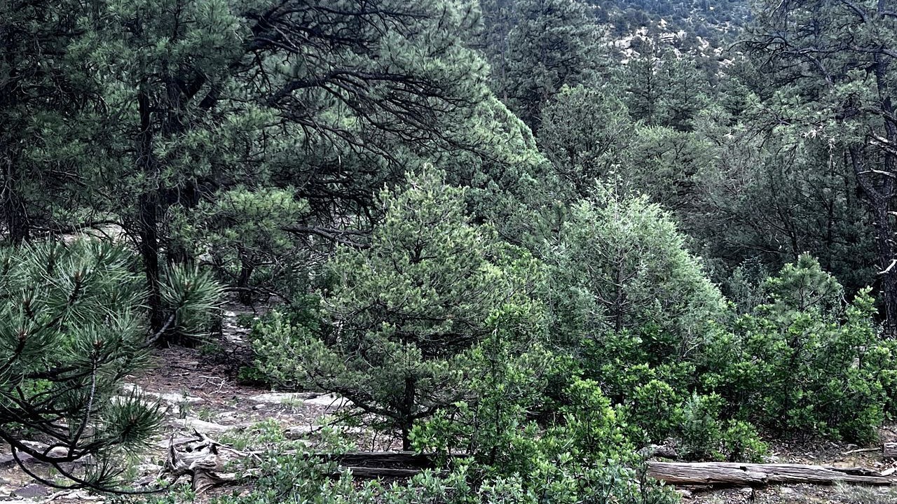Photo of Others in Boncarbo