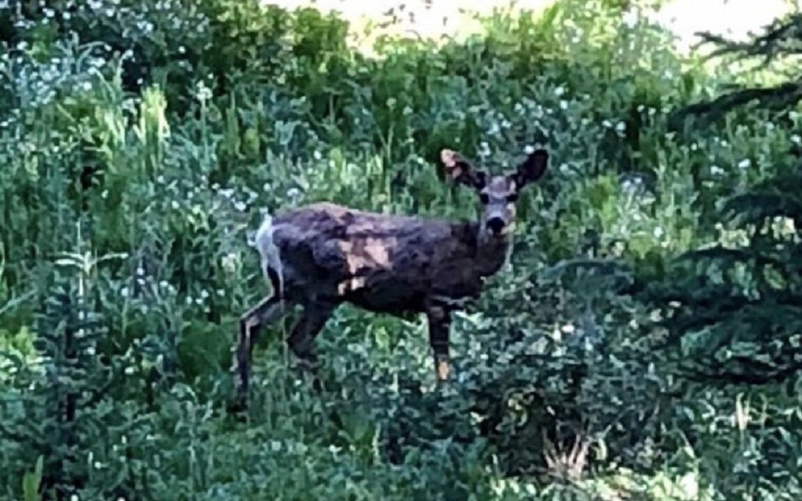 Photo of Others in Baldy Mountain