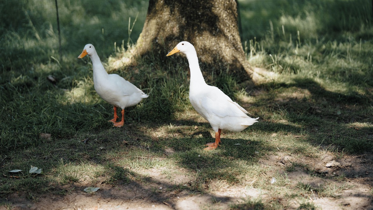 Photo of Outdoor in Steenfeld