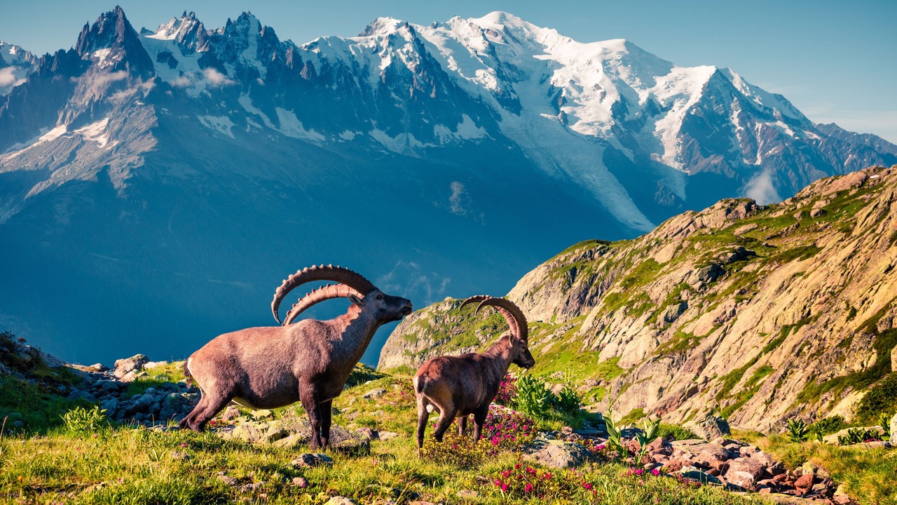 Photo of Others in Chamonix City Centre
