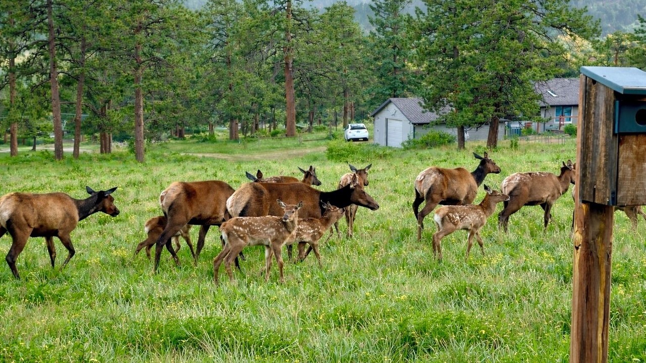Photo of Others in Estes Park