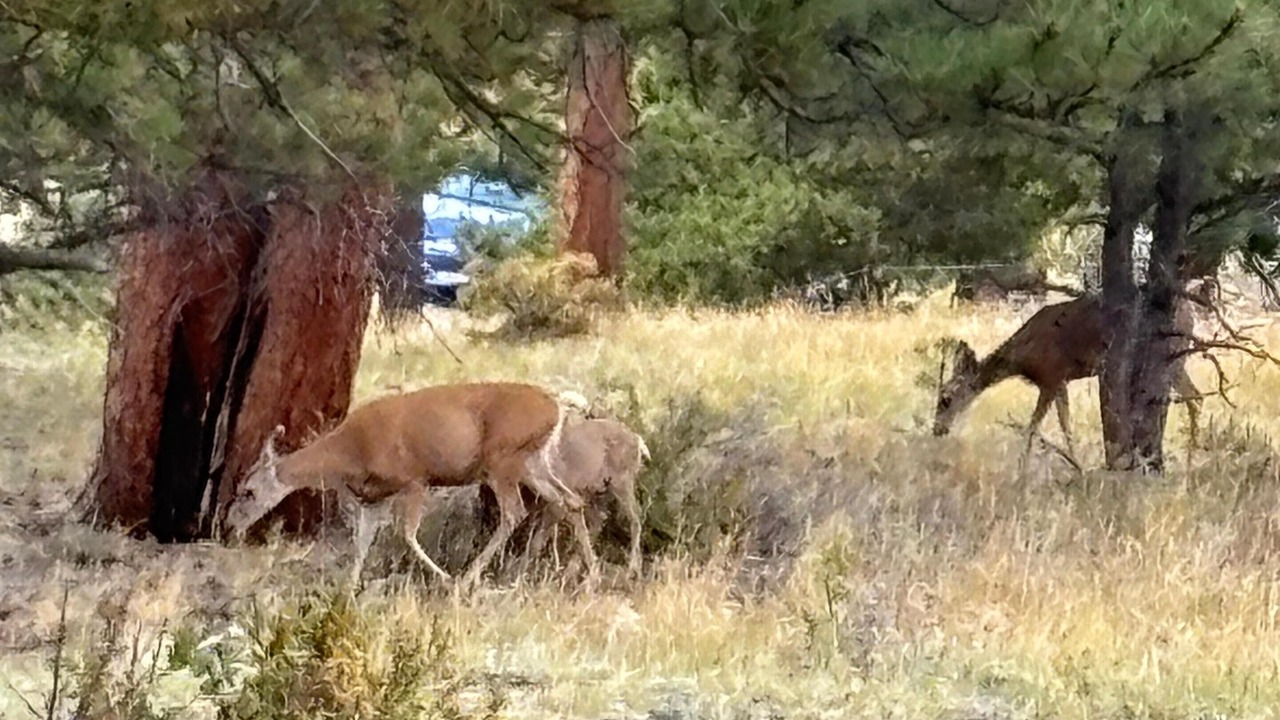Photo of Others in Estes Park