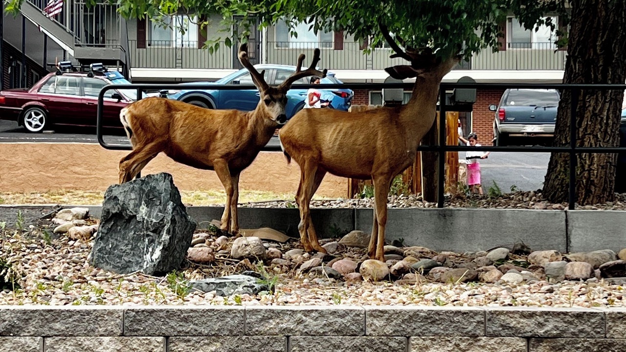 Photo of Outdoor in West Colorado Springs