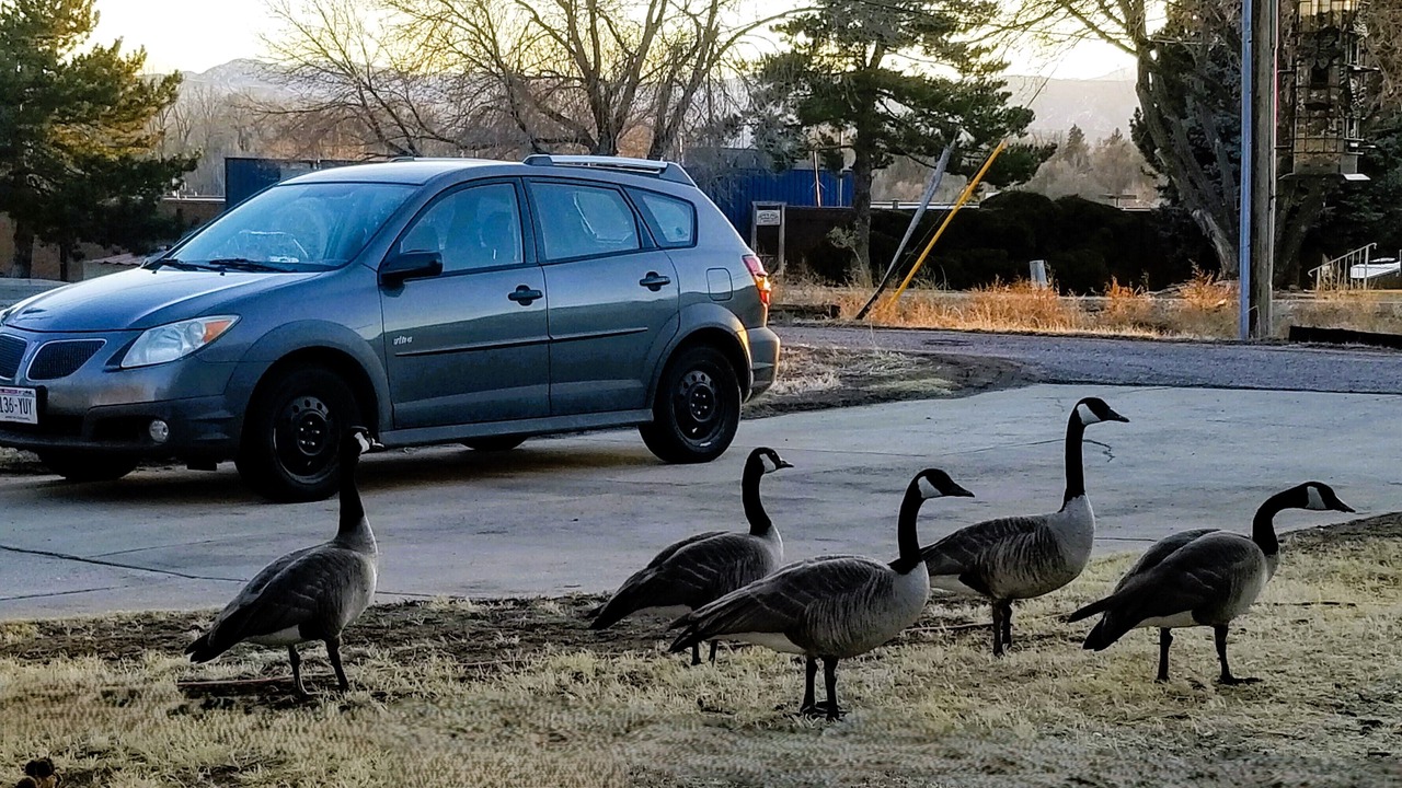 Photo of Others in Lamar Heights Area