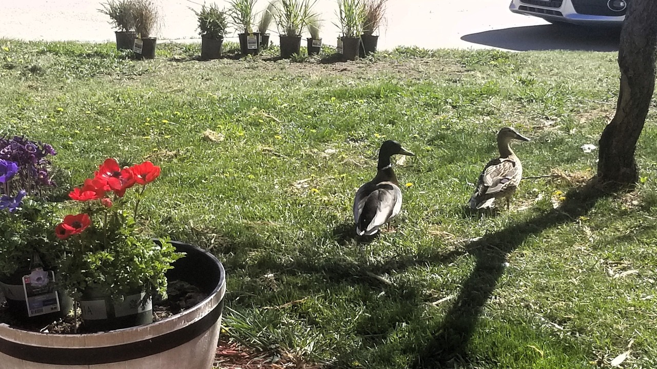 Photo of Others in Lamar Heights Area