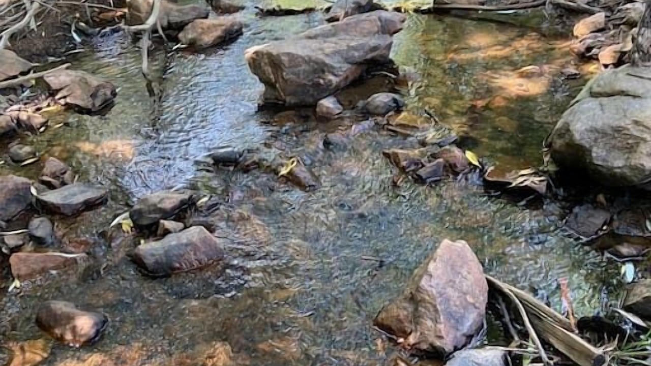 Photo of Others in Coal Creek Canyon