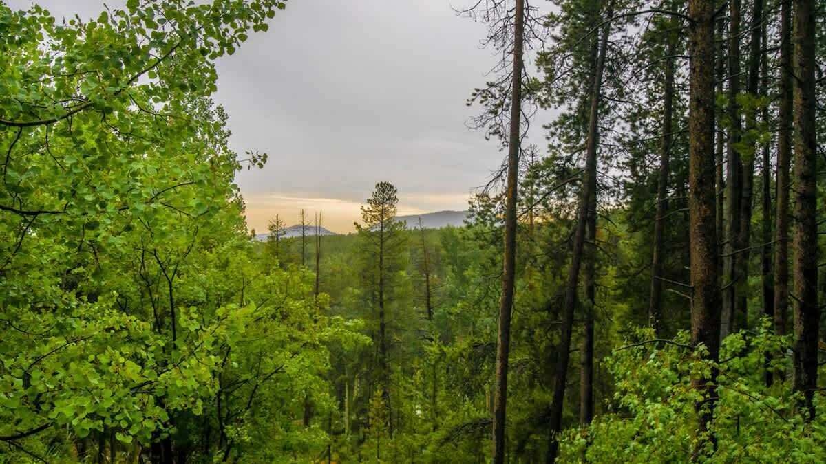 Photo of Others in Shadow Mountain