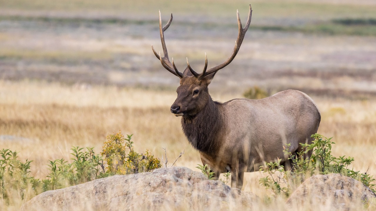 Photo of Others in Estes Park
