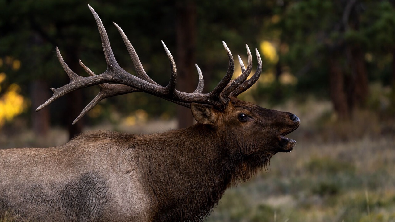 Photo of Others in Estes Park