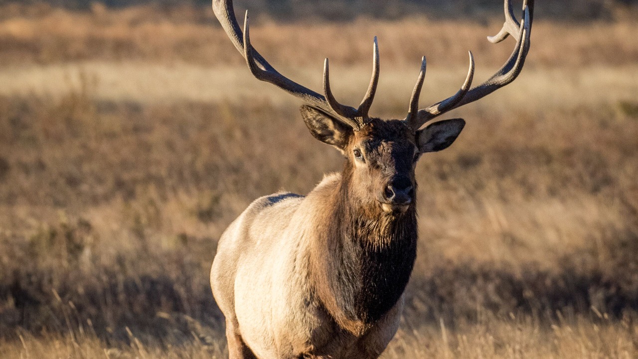 Photo of Others in Estes Park