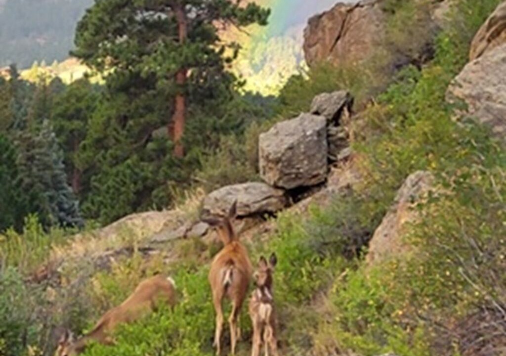 Photo of Others in Estes Park