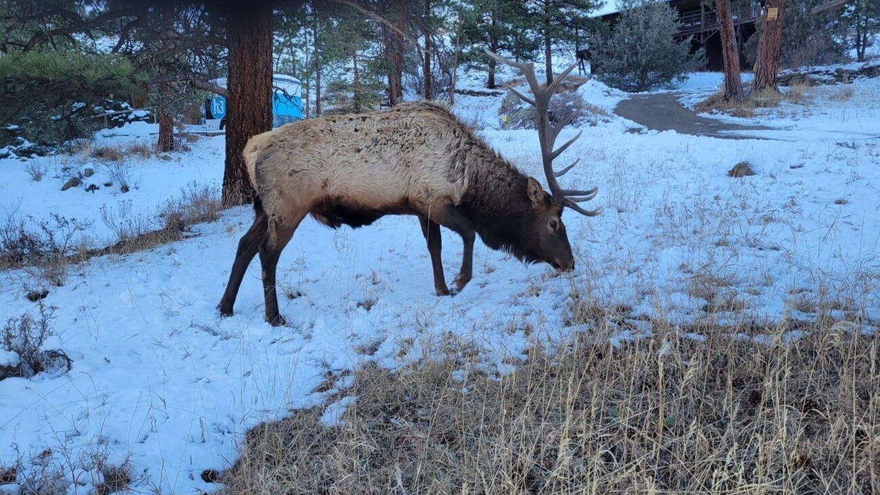 Photo of Others in Estes Park