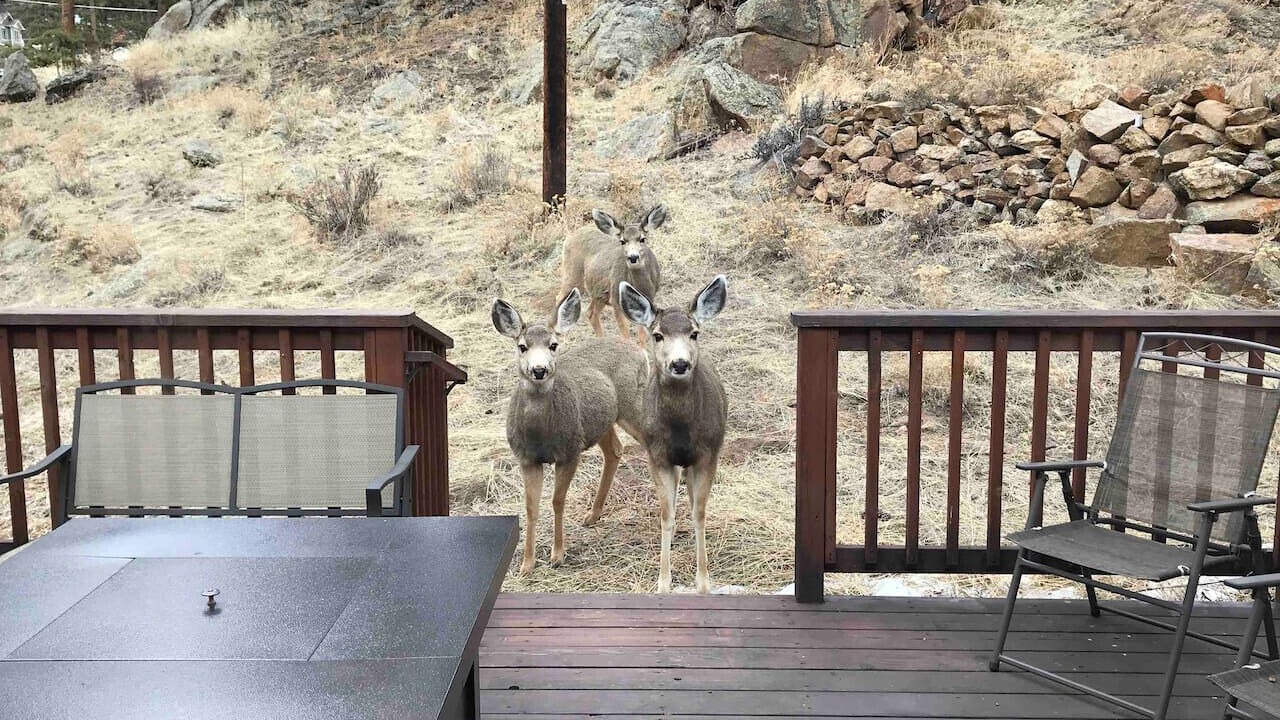 Photo of Patio Balcony in Estes Park