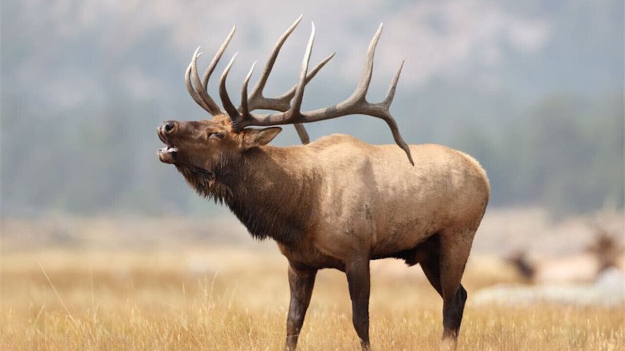 Photo of Others in Estes Park