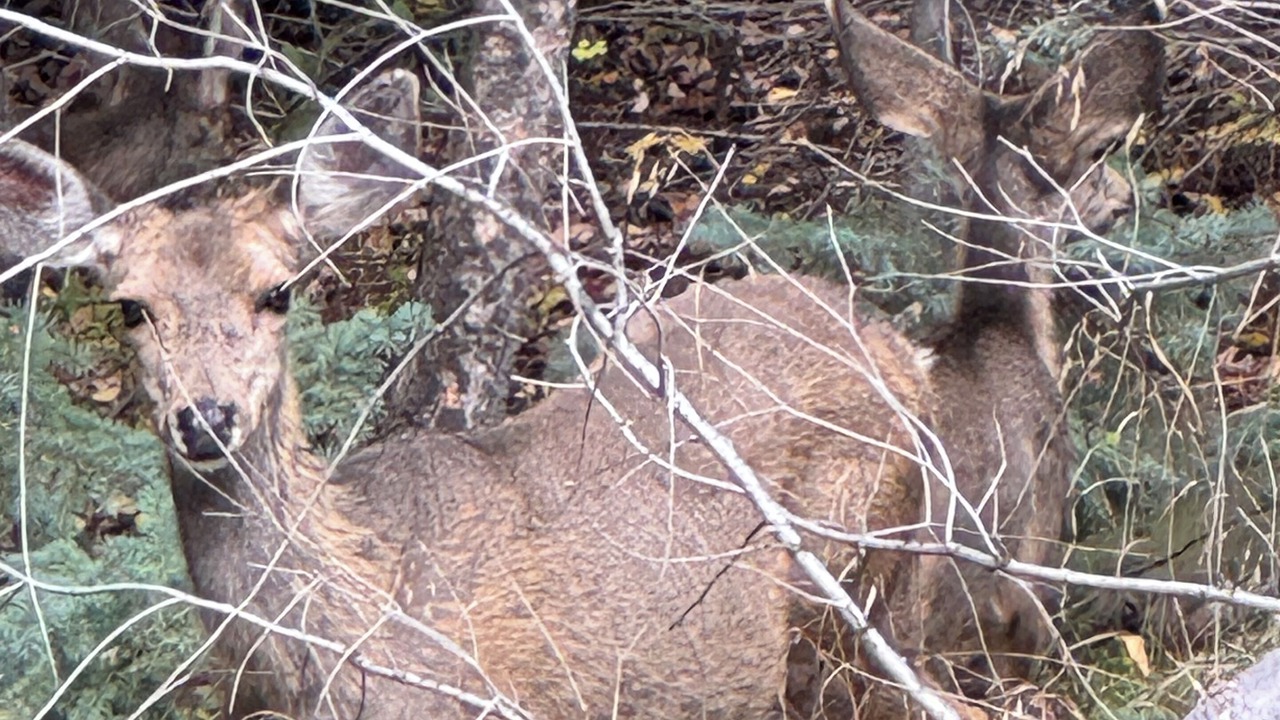 Photo of Others in Evergreen