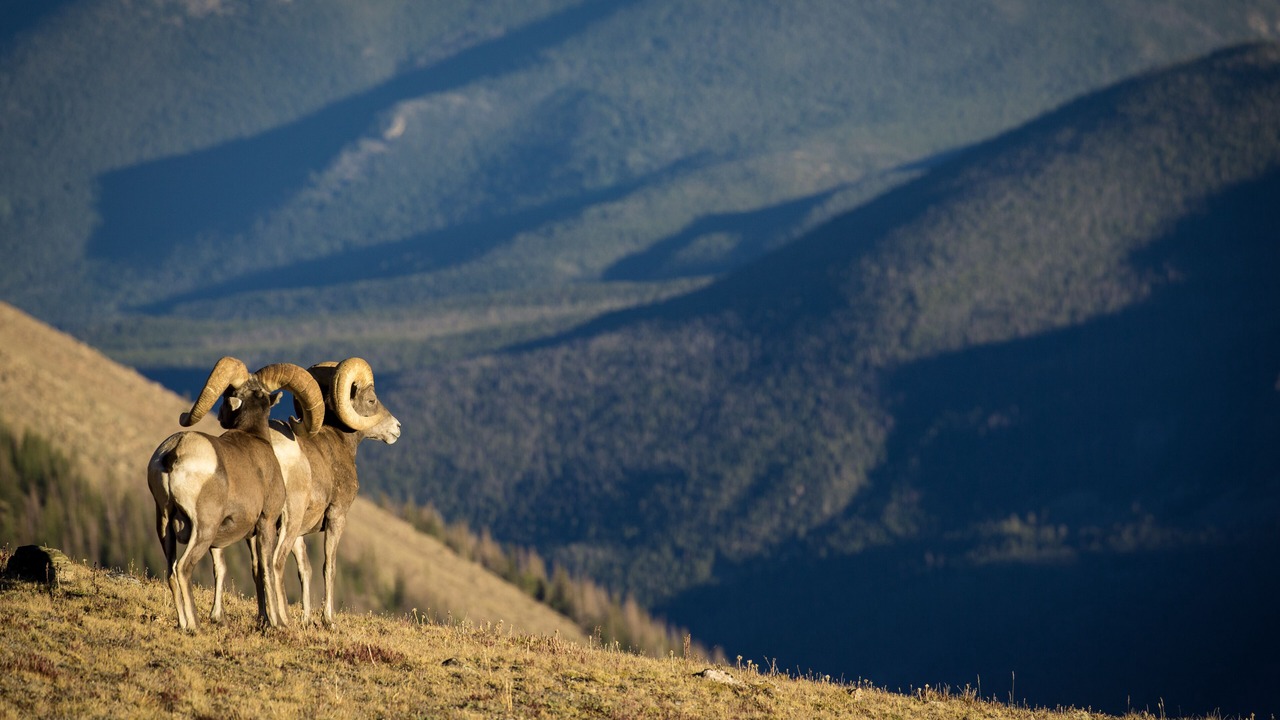 Photo of Others in Estes Park