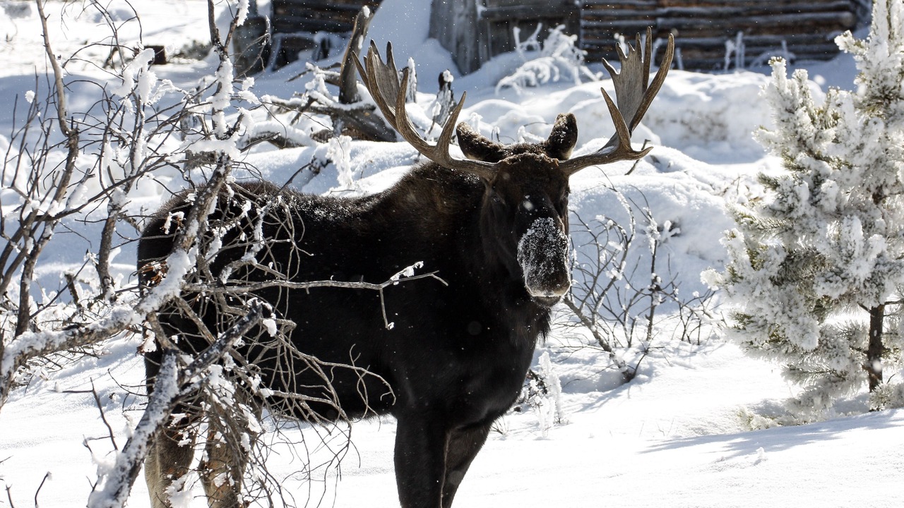 Photo of Others in Estes Park