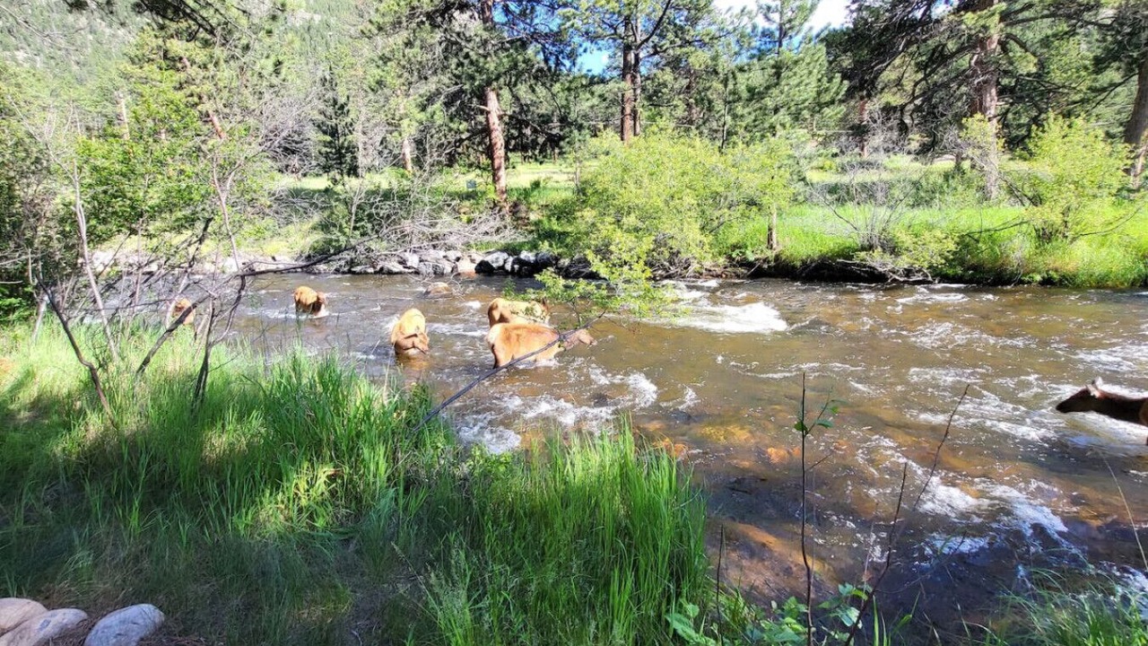 Photo of Others in Estes Park