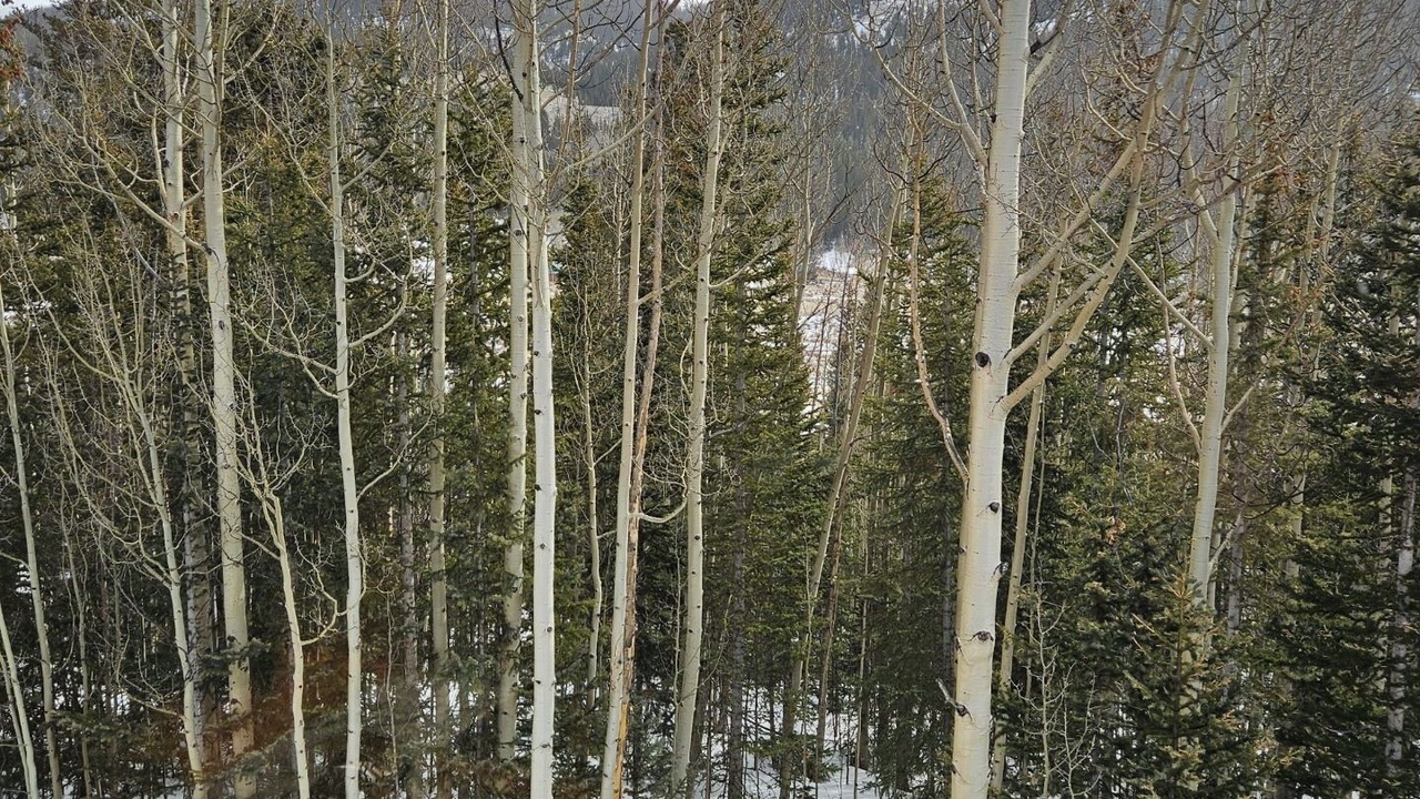 Photo of Others in Alma
