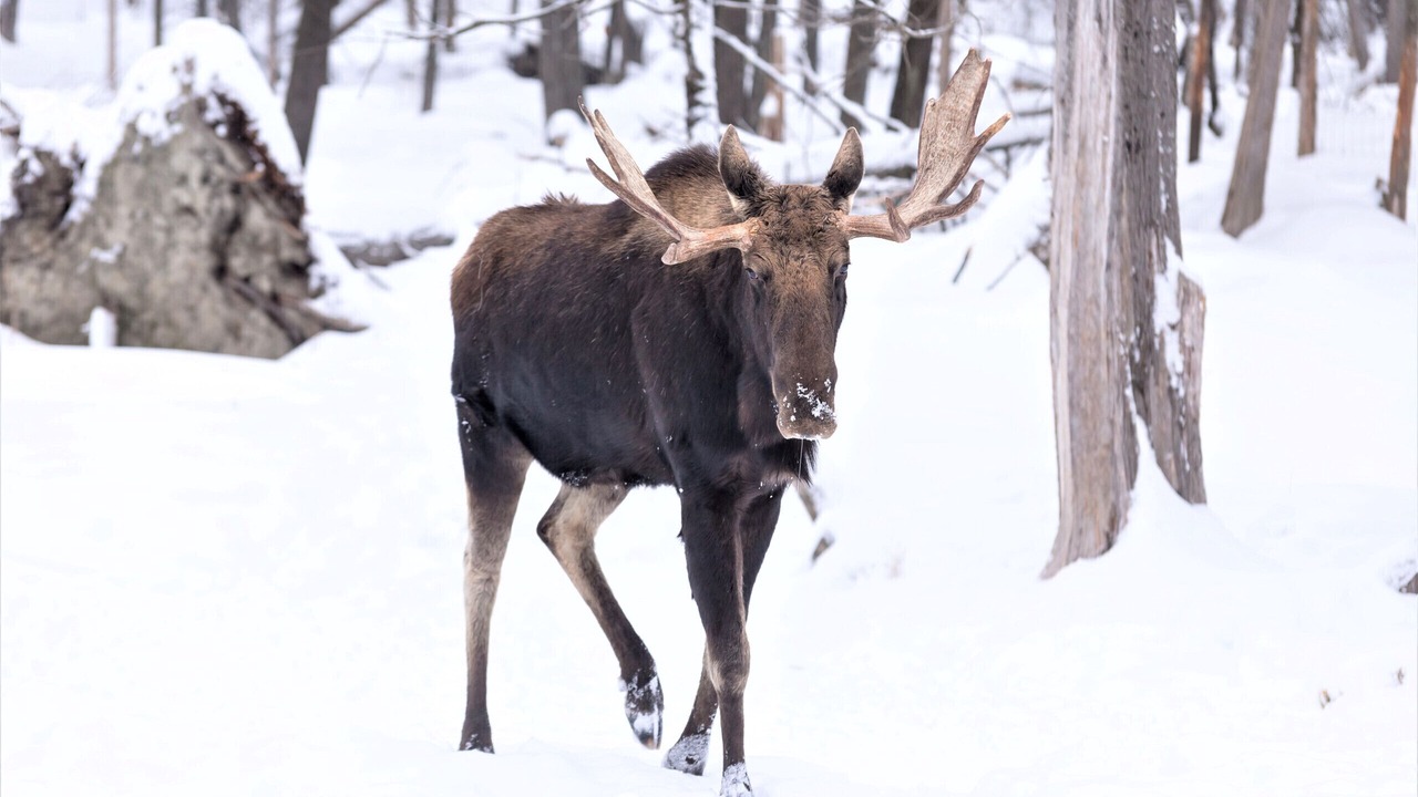 Photo of Others in Breckenridge