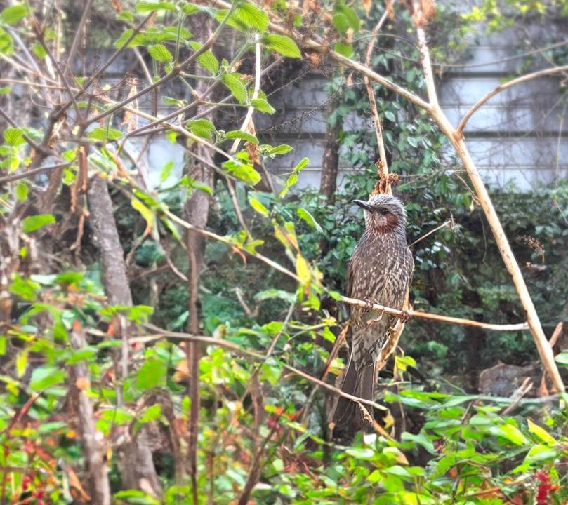 Photo of Others in Sinchon-dong