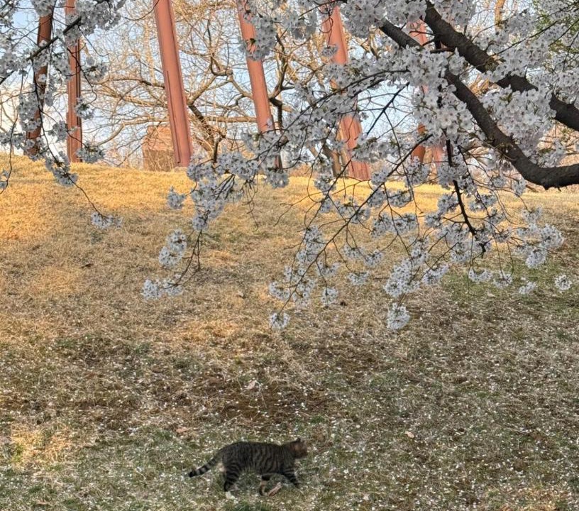 Photo of Others in Cheonho-dong