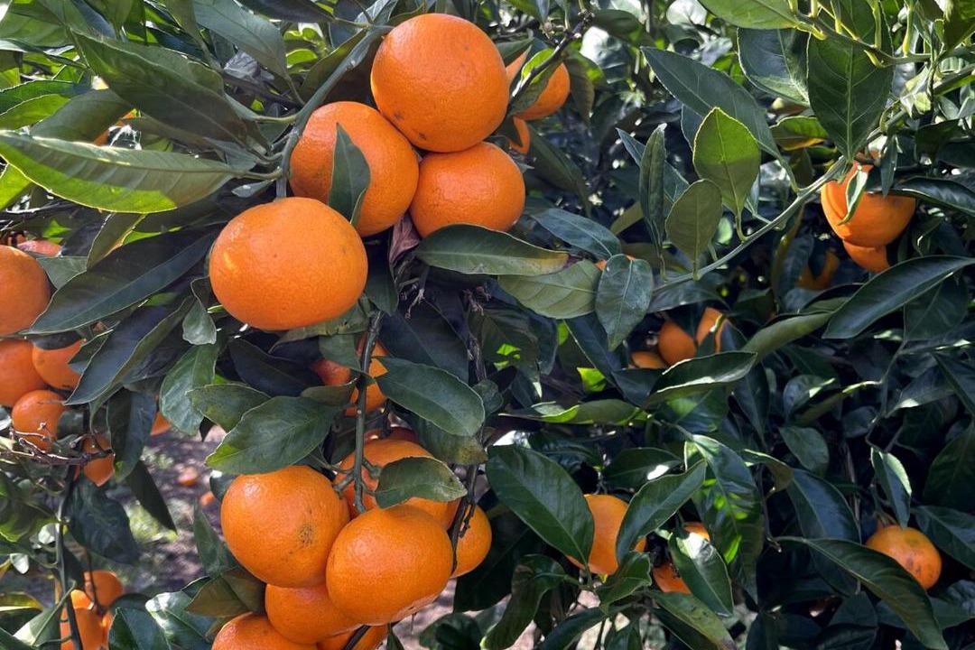 Photo of Others in Jungmun