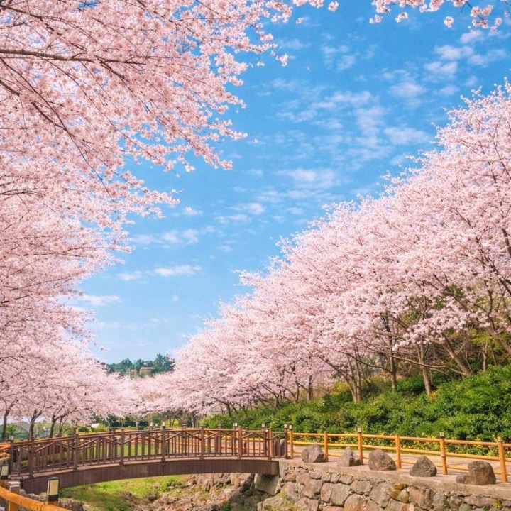 Photo of Others in Seogwipo City