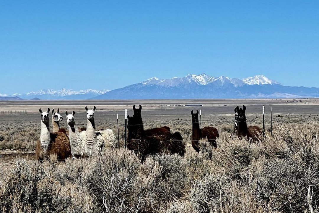 Photo of Others in Questa