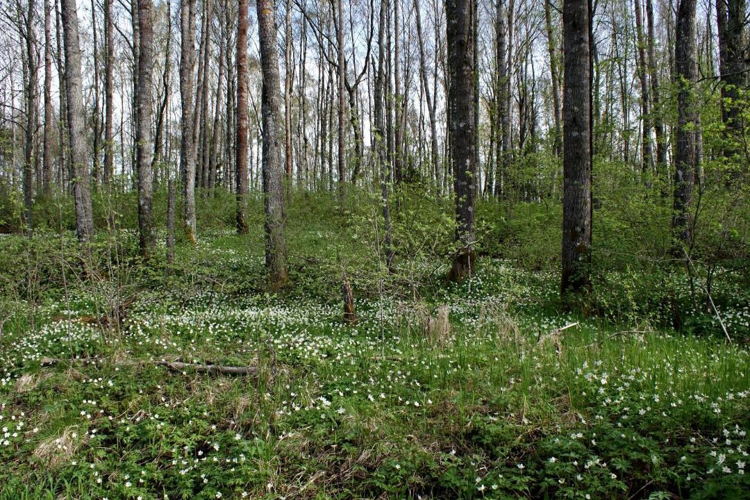 Photo of Others in Kristiinankaupunki