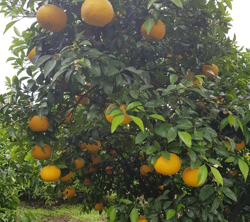 Photo of Others in Jungmun